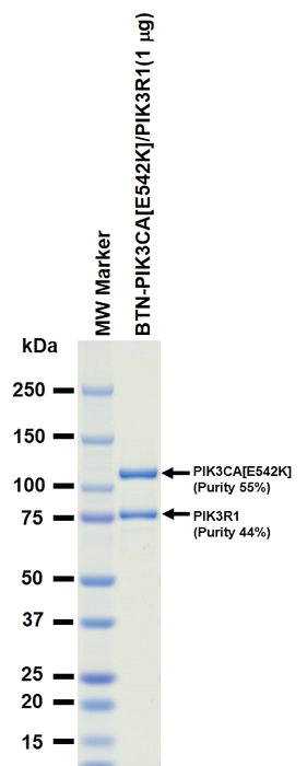 The purity was assessed by SDS-PAGE/CBB staining.